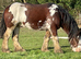 16.2 clyde x gelding