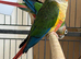 Yallow sided conures