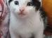 White/black male fluffy kitten