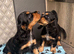 Cocker Spaniel Pups