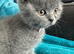 Stunning Blue Girl Purebred BSH