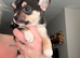 Chihuahua puppies