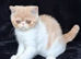 Exotic kittens
