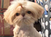 Gorgeous Peach is looking for her new home