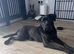 10month old male cane corso