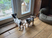 Jack Russell puppies