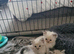 Beautiful ragdoll kittens