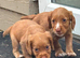 Cocker spaniel