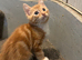 3 very cute 9 week old kittens looking for there forever homes