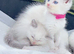 Beautiful pure ragdoll kittens