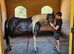 Stable Hand