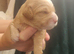 F2 Miniature Australian Labradoodle Puppies.