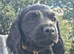*Last girl KC Registered working cocker spaniel puppies