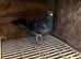 Racing pigeons for sale