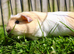 Single male smooth guinea pig