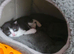 RESERVE NOW - 3 Adorable Kittens