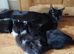 Rehome 4 kittens