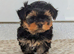 Exceptional Litter of Yorkie-Tzu Puppies &ndash; Champion Bloodlines