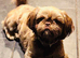 Chocolate Shih Tzu girl