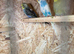 Young budgies