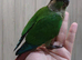 Baby green check counre talking parrot