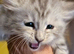 3 silver male kittens