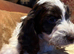 Quality F1 Cockapoo puppies