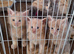 Maine coon pedigree kittens