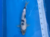 32cm Shiro Utsuri - Pond closure due to upcoming house move