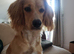 10 month old cocker spaniel for sale