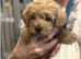 Wanting a Westiepoo