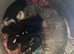 Bedlington Cross Puppies