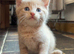 Stunning Kittens ready soon!