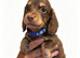 Miniature dachshund, long hair boy