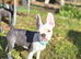 Boston Heavy Puppies for Sale &ndash; Healthy, Friendly, & Adorable!