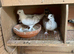 Classic Old Frill - Breeding pairs