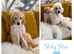 Standard poodle pups
