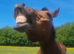 Beautiful ID cross Gelding