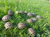 Hermann's T.h.b and Spur-thighed tortoises.