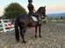 Super Welsh D gelding