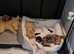 Poogle Pups - Ready 1st July