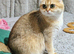Adult scottish fold girl