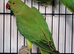 X4 Beautiful Olive and Green Young Indian Ringneck Talking Parrots