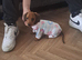 Miniature dachshund girl pra clear