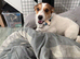 Male Jack Russell