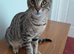 Full Pedigree TICA Registered Savannah Girl Cat