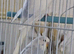 2 young budgies