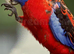 Pennants