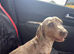 Dachshund for a new loving home