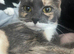 Ragdoll cross